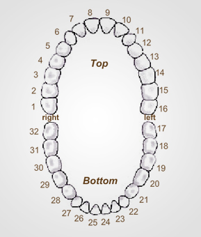 tooth_chart_img